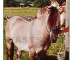 stallion Klipper (Fjord Horse, 1975, from Napping)