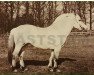 stallion Bovang 10 SWE (Fjord Horse, 1959, from Hildemar)