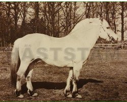 stallion Bovang 10 SWE (Fjord Horse, 1959, from Hildemar)