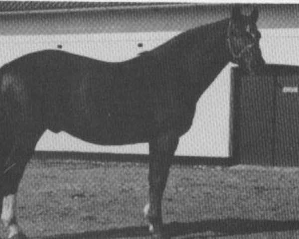 stallion Abglanz-Sohn (Hanoverian, 1959, from Abglanz)