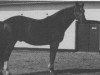 stallion Abglanz-Sohn (Hanoverian, 1959, from Abglanz)