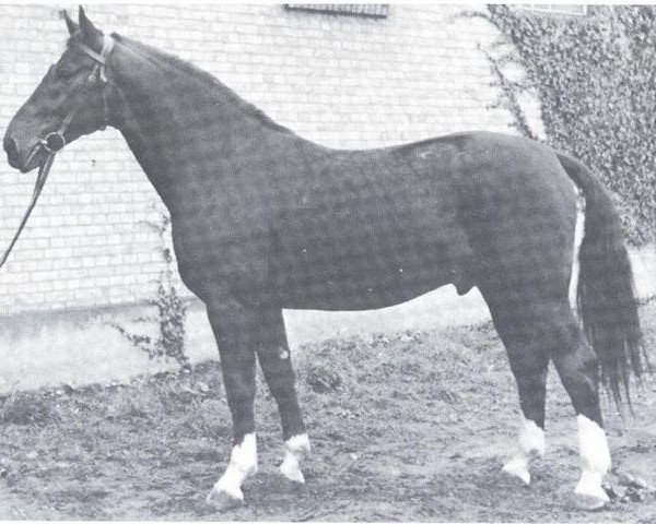 stallion Abessinier (Westphalian, 1945, from Abenteurer)