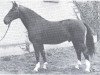 Pferd Abessinier (Westfale, 1945, von Abenteurer)