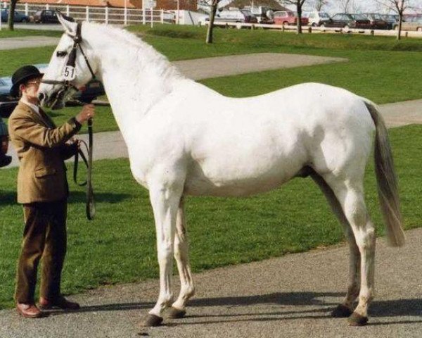 stallion Abergwiffy xx (Thoroughbred, 1972, from Precipice Wood xx)