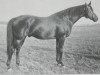 stallion Aberglaube xx (Thoroughbred, 1919, from Dark Ronald xx)