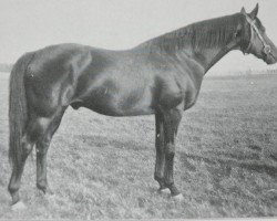 stallion Aberglaube xx (Thoroughbred, 1919, from Dark Ronald xx)