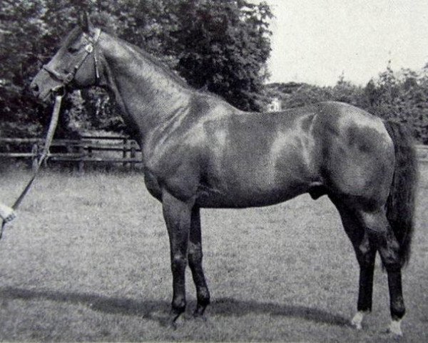 stallion Aberdeen xx (Thoroughbred, 1961, from Abernant xx)