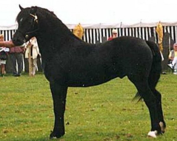 stallion Abercippyn Crackerjack (Welsh-Cob (Sek. C), 1996, from Parvadean Flashlight)