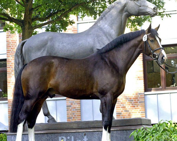 stallion Con Capilot (Westphalian, 2003, from Con Capitol)