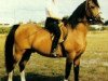 stallion Indian Grodust ox (Arabian thoroughbred, 1968, from Grojec ox)
