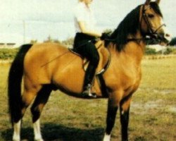 stallion Indian Grodust ox (Arabian thoroughbred, 1968, from Grojec ox)