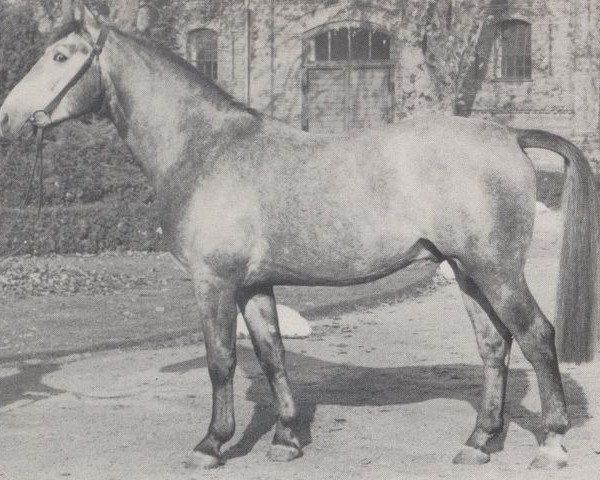 stallion Rivale (Westphalian, 1964, from Radetzky)