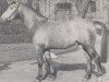 stallion Rivale (Westphalian, 1964, from Radetzky)