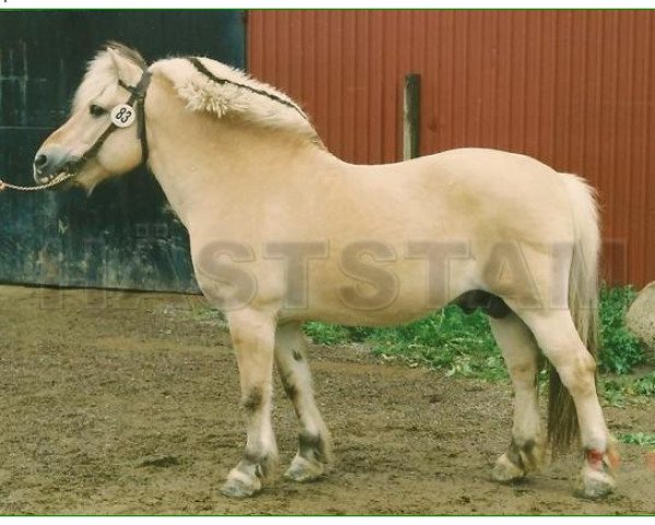 Deckhengst Tuldre 123 SWE (Fjordpferd, 1979, von Huldregutt N.1719)