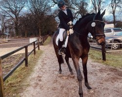 dressage horse Aella (Oldenburg, 2015, from Rubin Royal OLD)