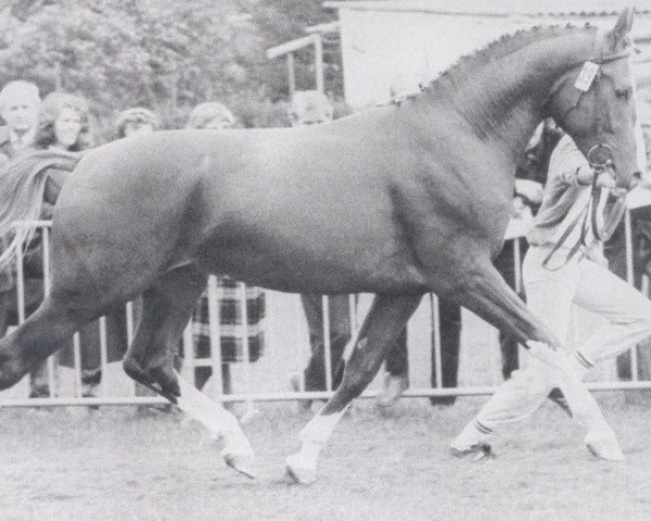 stallion Amant I (Rhinelander, 1981, from Amazonas)