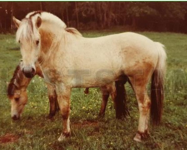 stallion Tunar 126 SWE (Fjord Horse, 1980, from Huldregutt N.1719)