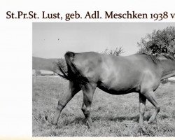 Zuchtstute Lust (Trakehner, 1938, von Hexenschuss)