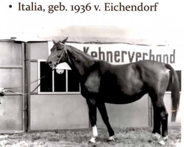 Zuchtstute Italia (Trakehner, 1936, von Eichendorf)