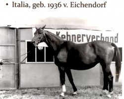 broodmare Italia (Trakehner, 1936, from Eichendorf)