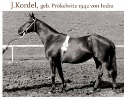 Zuchtstute Kordel (Trakehner, 1929, von Erhabener)