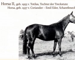 Zuchtstute Horsa II (Trakehner, 1955, von Totilas)