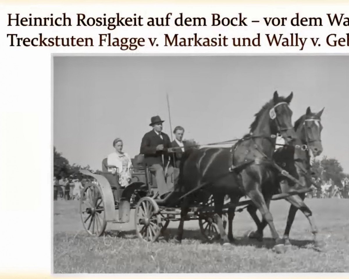broodmare Wally (Trakehner, 1942, from Gebhard 4077)