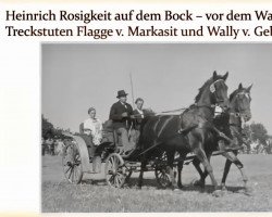 Zuchtstute Wally (Trakehner, 1942, von Gebhard)