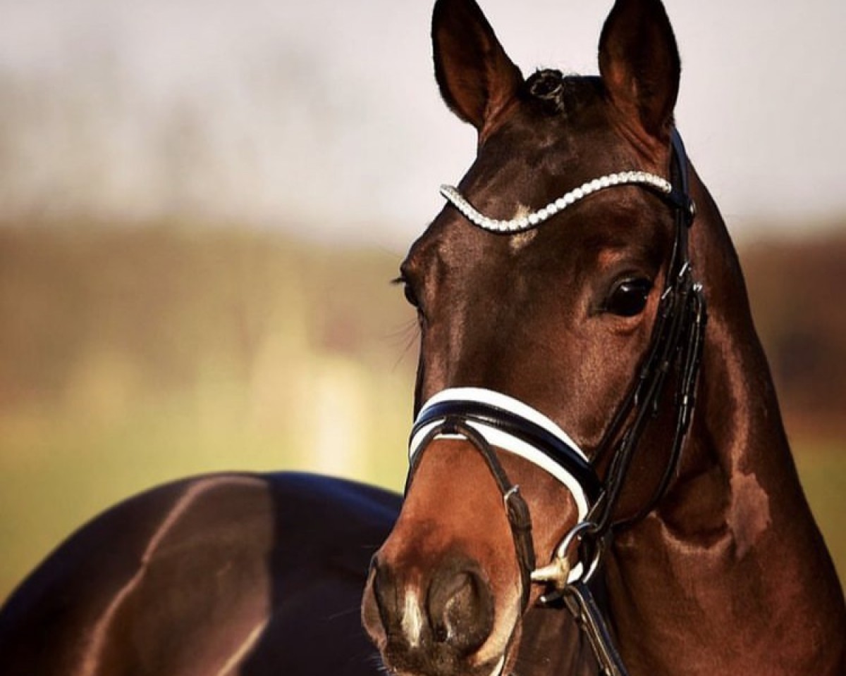 dressage horse Magic's Cosmo ST (German Riding Pony, 2018, from Cosmopolitan NRW)