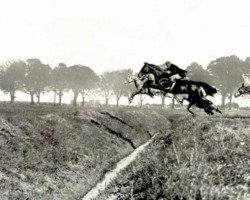 horse Tagesdienst (Trakehner,  , from Coronel)