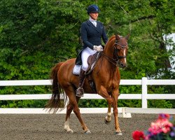 dressage horse Casimo HE WE (German Riding Pony, 2010, from Constantin)