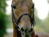 stallion Casper (Nederlands Rijpaarden en Pony, 1987, from Conquistador)
