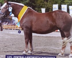 broodmare Hydra N (South German draft horse, 2003, from Schwarz-Weiss)