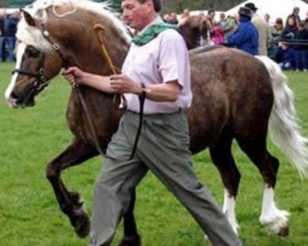 stallion Aberaeron Idriss (Welsh-Cob (Sek. D), 1991, from Rhosymeirch Prince)