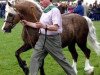 Deckhengst Aberaeron Idriss (Welsh-Cob (Sek. D), 1991, von Rhosymeirch Prince)