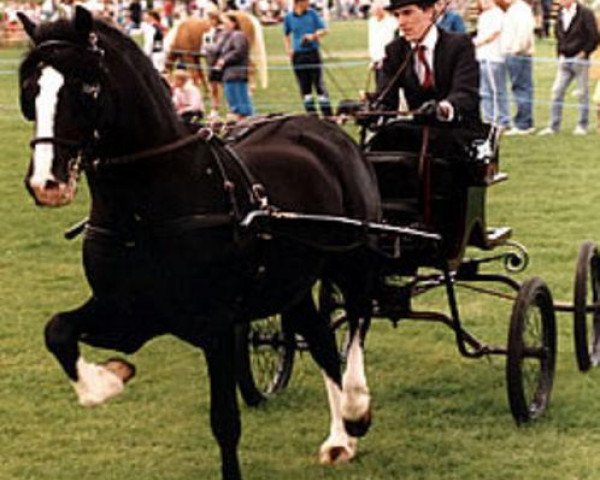 Pferd Aberaeron Arbenigwr (Welsh-Cob (Sek. C), 1986, von Gwelfro Tywysog)