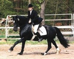 Deckhengst Aberaeron Almaenwr (Welsh-Cob (Sek. D), 1992, von Ceredigion Tywysog)