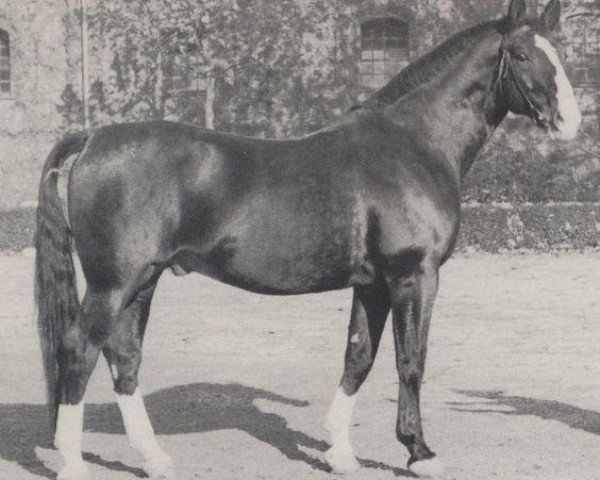 stallion Abendwind (Westphalian, 1954, from Abessinier)