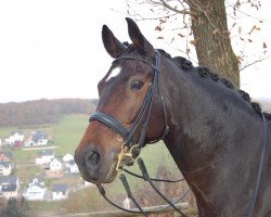 dressage horse Euphorio (Westphalian, 2002, from Ehrentanz I)