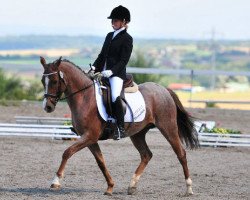 broodmare Benevita (German Riding Pony, 2009, from Benevito HS)