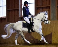 dressage horse Golden Night-Live (German Riding Pony, 2005, from Golden Atreju)