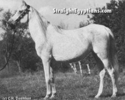 broodmare Afifa 1963 EAO (Arabian thoroughbred, 1963, from Morafic 1956 EAO)