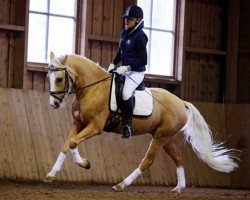 dressage horse Desigual (Pony without race description, 2009, from Danilo 80)