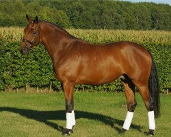 dressage horse Rainbow Dancer (Westphalian,  , from Riccio)