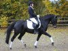 broodmare Aphrodite Se.M. (German Riding Pony, 2008, from Der feine Lord AT)