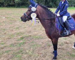 dressage horse Sam (Welsh mountain pony (SEK.A), 2005, from Brynrodyn Llewelyn Ap Sion)