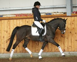 Dressurpferd Ambassador (Deutsches Reitpony, 2005, von Amarillys Sensation D)