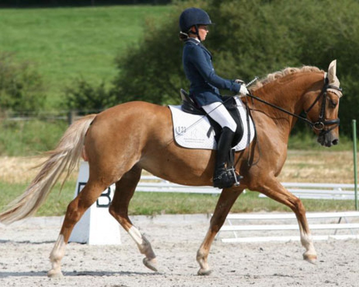 broodmare Gadira San (German Riding Pony, 2005, from FS Don't Worry)