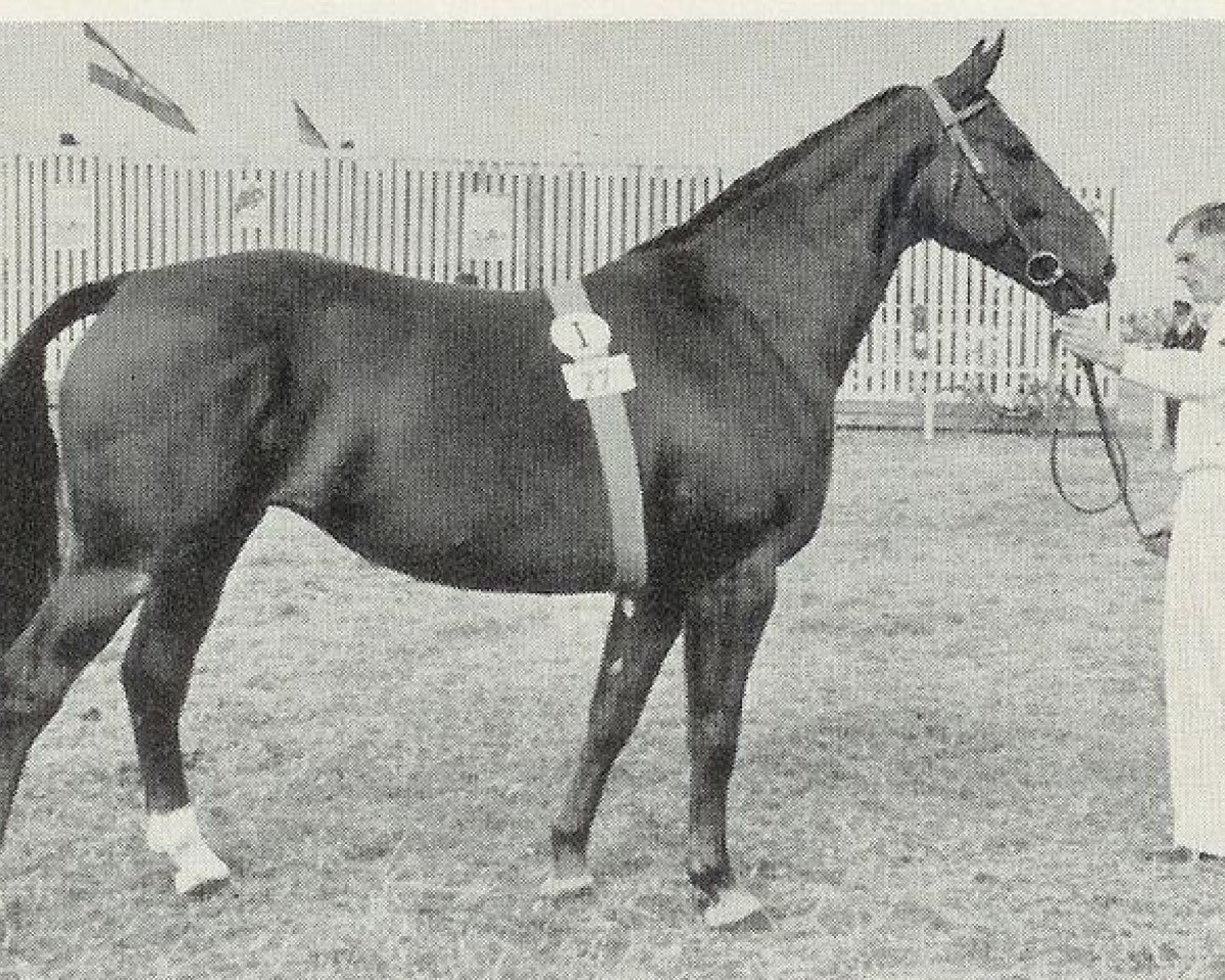 Zuchtstute Abendroeschen (Hannoveraner, 1950, von Abendsport 3109)