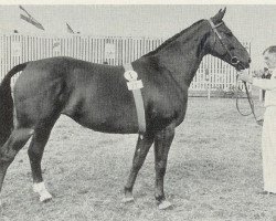 broodmare Abendroeschen (Hanoverian, 1950, from Abendsport 3109)